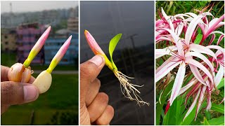 Best method for growing crinum asiaticum at home  Easy method for gardening [upl. by Perr46]