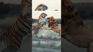 ¡Leon vs Tigre de bengala leon vs tigredebengala animalessalvaje [upl. by Dagney]