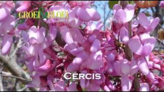 Cercis [upl. by Jolynn994]