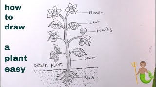 How TO Draw a Plant Step By StepDraw Parts Of Plant Easy [upl. by Analise]