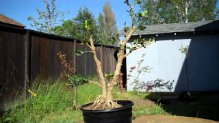 How to create a Boxwood Bonsai Part 2 Final Pruning and potting [upl. by Ttayh]