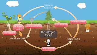 The Nitrogen Cycle [upl. by Repohtsirhc]