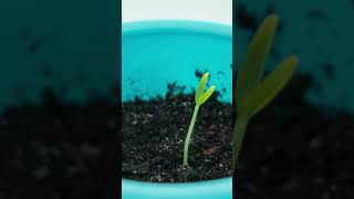 Pepper seed germination growth timelapse [upl. by Acinod]