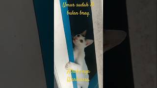 BERCANDARIA KUCING IMUT DI JENDELA KACA [upl. by Hameean]