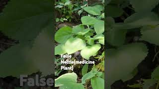 False Nettle plantbeautifulnatureuttarakhandmedicineplantsshortsviraltrendingyoutubeshorts [upl. by Eatnhoj]