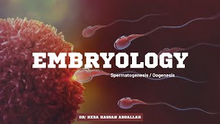 Spermatogenesis vs Oogenesis   some notes about ovarian cycle amp histology embryology anatomy [upl. by Nerua]