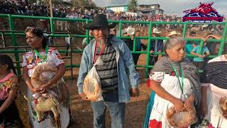 LOS TOROS DIVINOS EN PUACUARO MICHOACAN 21 NOVIEMBRE 2023 [upl. by Dessma]