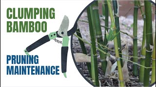 Annual Clumping Bamboo Maintenance  Pruning [upl. by Yliah]