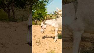 animals gadha shortvideo viralvideo plzsubscribe [upl. by Sapphire]