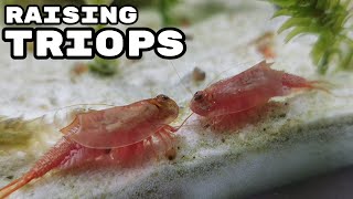 Raising Triops Cancriformis  How to Hatch Triops [upl. by Wing]