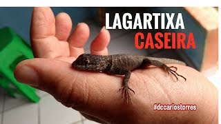 LAGARTIXA CASEIRA [upl. by Hobart]