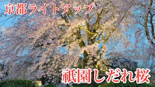 2024年4月2日 京都 夜桜🌸を楽しむ花見客で賑わう祇園を歩く Walking in Gion Kyoto 【4K】 祇園しだれ桜 [upl. by Nahsaj]