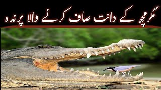 Why Crocodile Dont Attack On Plover Bird  Crocodile Teeth Cleaning Bird  AS Info TV [upl. by Kcirded]