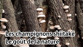 Les champignons shiitaké Le goût de la nature [upl. by Akire]