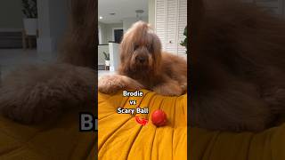 Dog vs Scary Ball goldendoodle goldenretriever funnydogs [upl. by Reiter812]