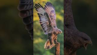 As the eagle recognizes the fish 🐟 eagles EagleHunting NatureVideo trendingvideo snake [upl. by Akihsat]