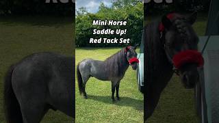 Mini Horse Saddle Up Red Tack Set minihorse miniaturehorse [upl. by Eniamart]