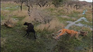 plaga de liebres y conejos  caza galgos vs liebres con dron y recuerden el sorteo [upl. by Rodnas]