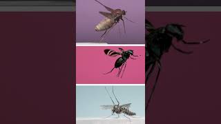 3 Amazing Flies in Flight [upl. by Leeth]