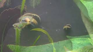 103024 My fat Kubotai Rasbora photobombing the snails [upl. by Favata]