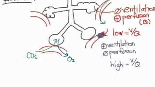 Breathing 01 types of respiratory failure [upl. by Cerell]