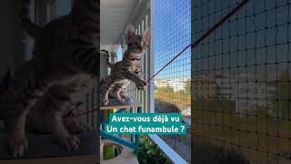 Avezvous déjà vu un chat funambule [upl. by Foss]