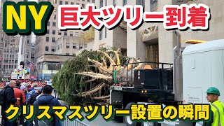 ニューヨークに巨大クリスマスツリー到着  Christmas tree has arrived in NYC ENG SUB [upl. by Aleahcim869]