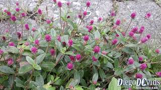 Gomphrena globosa  Perpétuas  Amarantogloboso [upl. by Able]