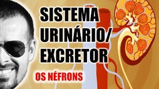 Sistema ExcretorUrinário  Néfron A unidade funcional dos Rins  Anatomia Humana  VideoAula 031 [upl. by Wayne]