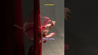 Orchid Mantis Master of Deception in the Insect Kingdom  educationalvideos wildlife animals [upl. by Cilurzo]