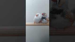 Verliefde zebravinken birds birdfeed zebrafinches funny nature sound relaxing [upl. by Gnim]