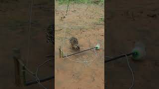 Quail Trapping Videos youtubeshorts shorts [upl. by Einnal244]