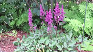 Growing Perennials Astilbe [upl. by Tedman13]