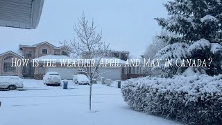 CANADA WEATHER How is the weather in Canada｜April and May｜Snowing and Sunny｜Alberta [upl. by Lyrradal]