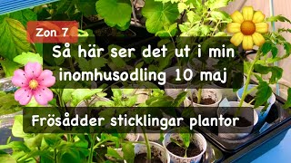 Frösådder sticklingar plantor hur det går för inomhusodlingen [upl. by Garrot]