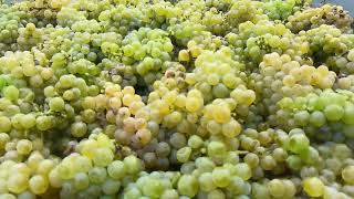 Vendanges 2024 de nos vins blancs secs  Château Suduiraut [upl. by Otrebron511]