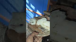 The hobby pigeon is deadpigeonpigeon pigeonbreed racerpigeon shortvideo kabutar racingpigeo [upl. by Lorri]