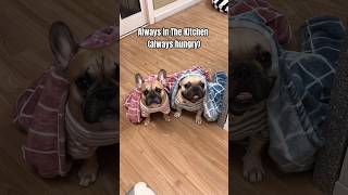 Life With French Bulldogs The Last One Is So True 😂 frenchbulldog [upl. by Falcone]