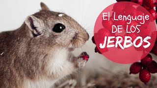 EL LENGUAJE DE LOS JERBOS [upl. by Bria]