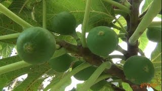 Green Jordan Figs  Buah Tin Yordan Hijau [upl. by Alatea]