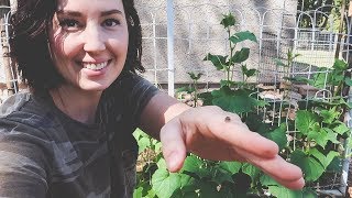 Releasing Ladybugs amp Wasps in the organic garden [upl. by Intisar]