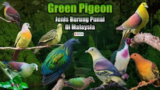 Jenis Burung Punai  Green Pigeon in Malaysia [upl. by Aihsened34]