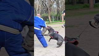 📣Real protector‼️ STRAZHODESSA Training Cane Corso Groenendael Odessa 2024 [upl. by Enahsed954]