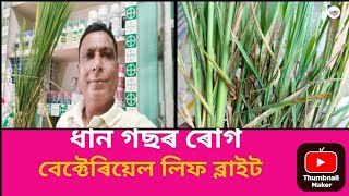 এই বিধ ধান গছৰ মাৰাত্মক ৰোগ।যাৰ নাম বেক্টেৰিয়েল লিফ ব্লাইট। [upl. by Llehcam240]