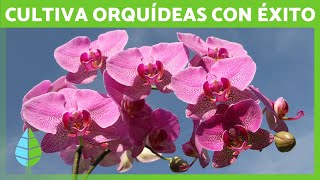 Guía Completa de las ORQUÍDEAS 🌸✅ Tipos Cuidados Cultivo y Errores Comunes [upl. by Fricke]