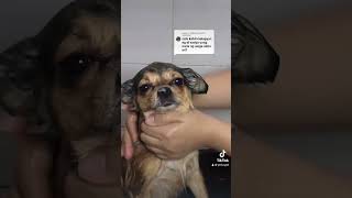 Answered Comment Cassiel Pet 2in1 Shampoo 2024 furbaby trending [upl. by Enia]