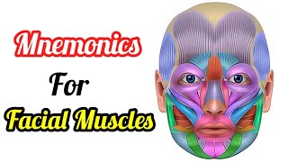 Facial Muscles mnemonics  Facial muscles anatomy 3d animation  How to learn facial muscles [upl. by Eenimod]