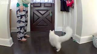 Tilly clips from cat cam [upl. by Elfreda]