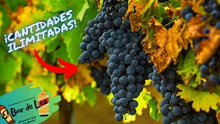 ¿Qué son las CEPAS 🍇 ¿Por qué influyen en el VINO 🍷 ¿Cuántas son [upl. by Haelat]