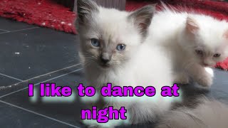 The only cat who loves nightlife RagdollCatRagdollCatsRagdollKitten [upl. by Jake]